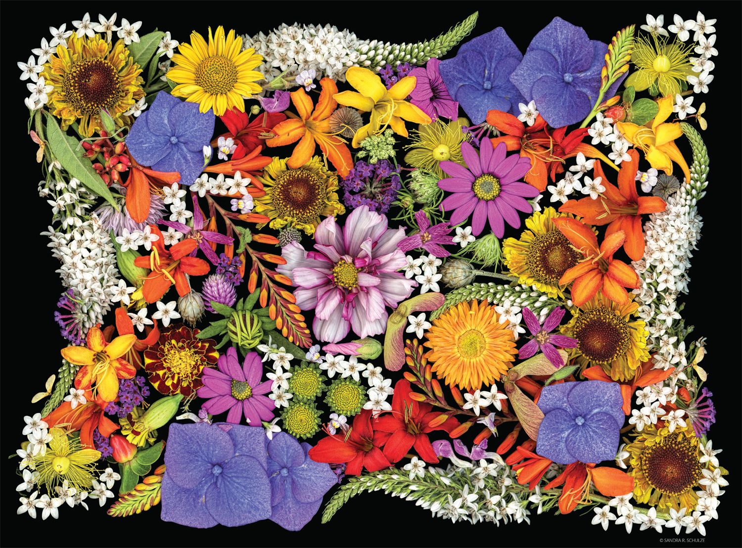 Photography: Posy Patch
