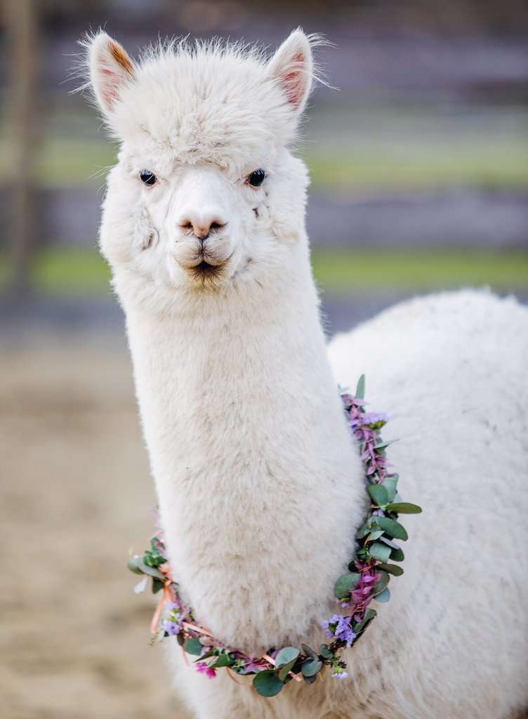Ravensburger Puzzle Moment - Alpaca (200pcs)
