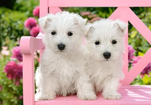 Chiots de terrier blanc, Greg Cuddiford