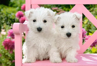 White Terrier Puppies, Greg Cuddiford