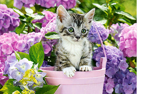 Kitten in Basket (1500pcs)