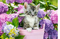 Chaton en panier (1500pcs)