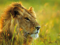 ROWSBURGER ROI DE LA SAVANNA