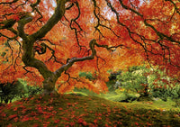 Jardin japonais (Jardin Japonais)