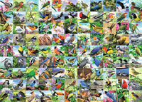 Ravensburger 99 Birds délicieux, Howard Robinson (300 grands)