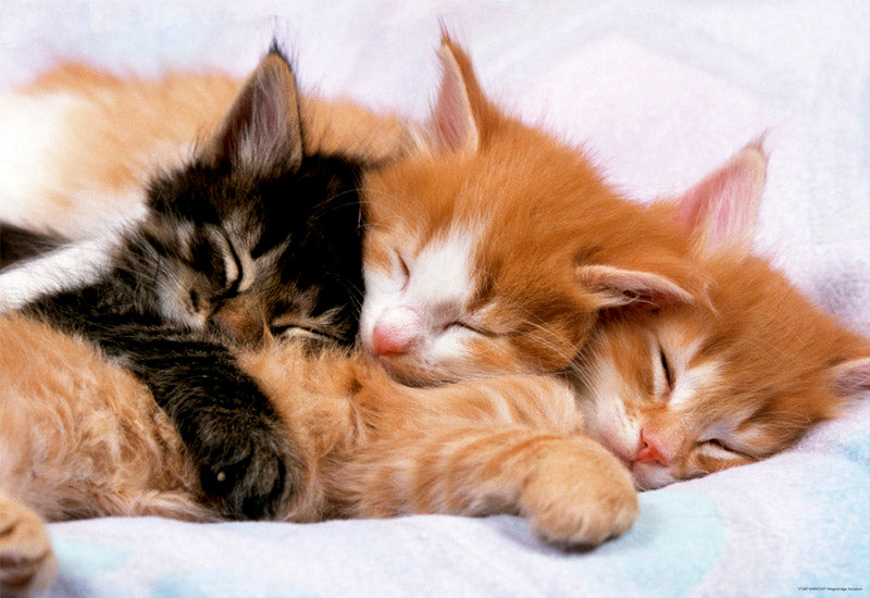 Kittens