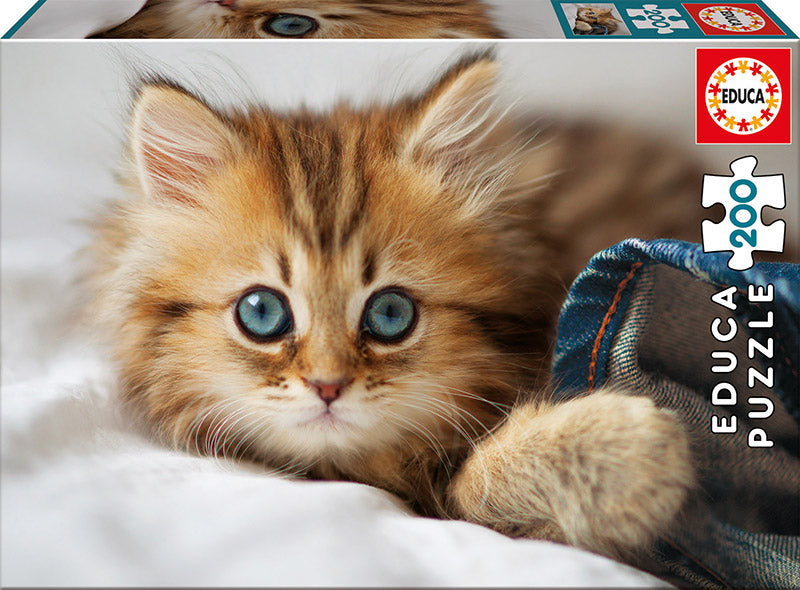Kitten (Chaton)