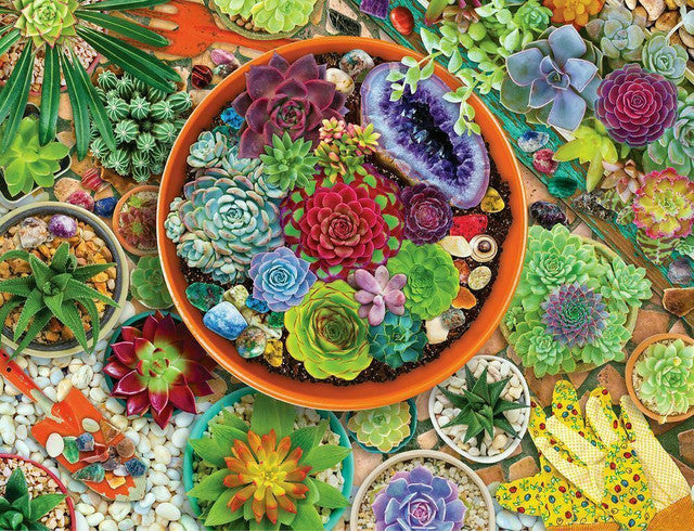 Jardin succulent (500pcs)