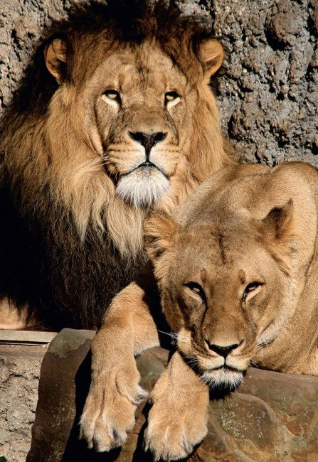 Lions from Artis Zoo, Amsterdam
