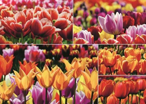Tulips from Holland (Tulipes de Hollande), Marja Broersma