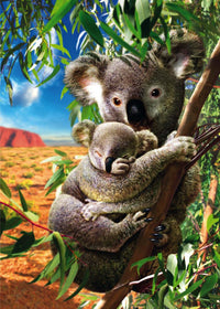 Koala et Cub