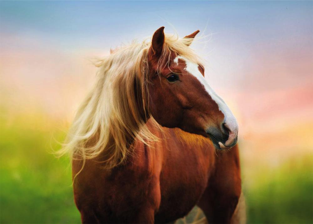 Cheval au lever du soleil