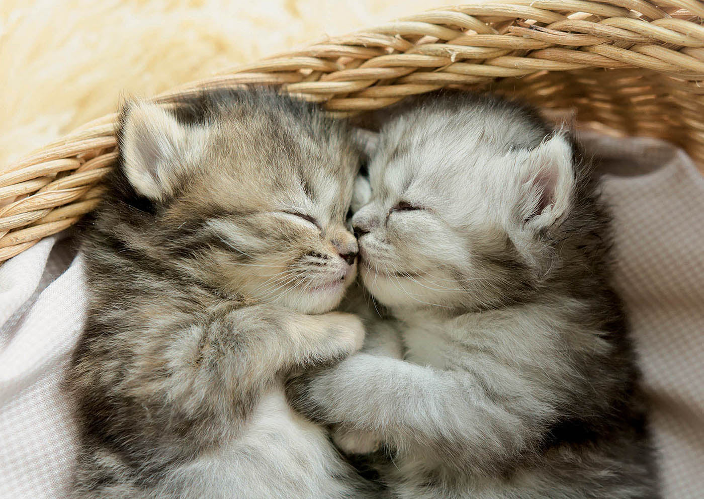 Sweet Kittens