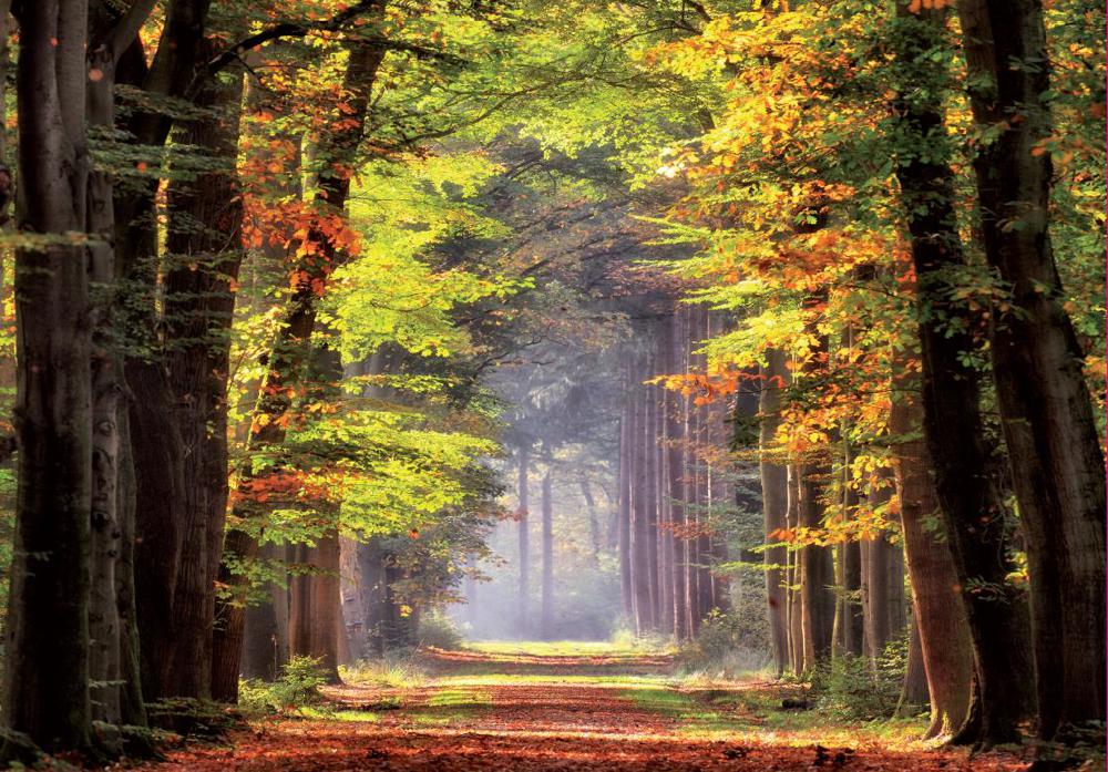 Autumn Walk