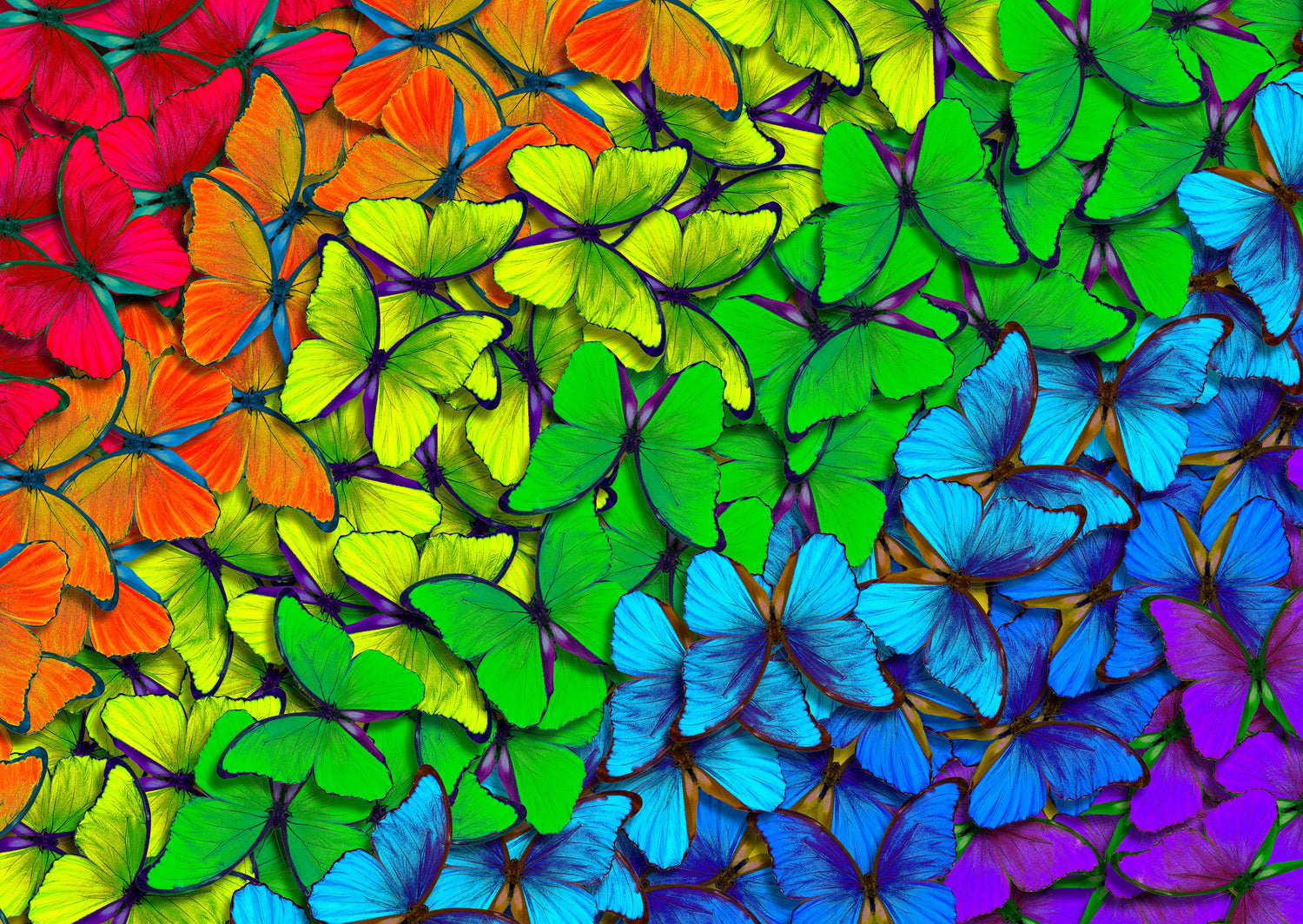 Enjoy- Rainbow Butterflies (1000pcs)