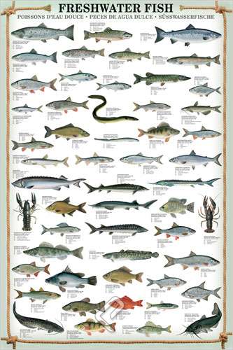 Freshwater Fish