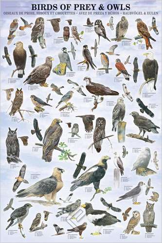 Birds of Prey and Owls