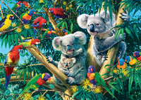 Camp de koala