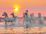 Camargue Horses