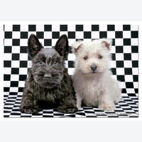 Checked Terriers