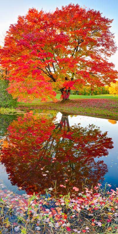 Maple Reflections
