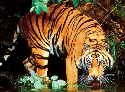 Bengal Tiger