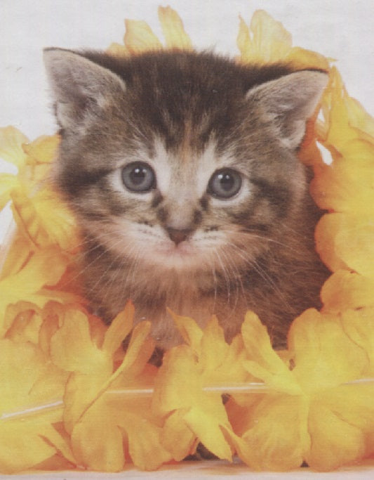 Aloha Kitten