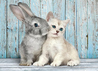 Cat & Bunny