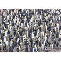King Penguin Colony (1500pcs)