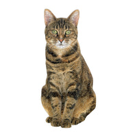 DMG Queen des piles, ensemble de deux (boîte endommagée)