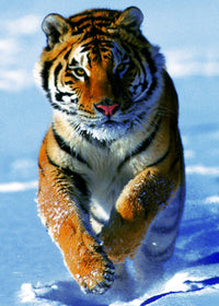 Tigre de neige