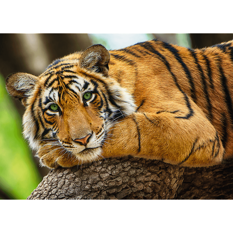 Tiger Portrait