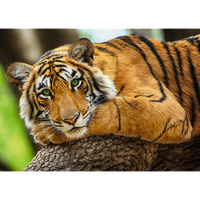 Portrait de tigre