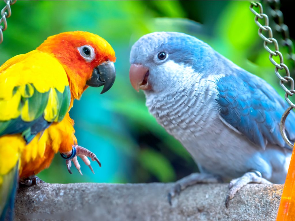 Pasmes ludiques - Love Birds (750 PC)