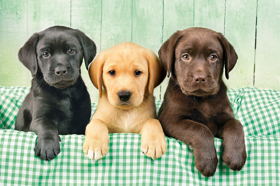 Three Labs, Greg Cuddiford