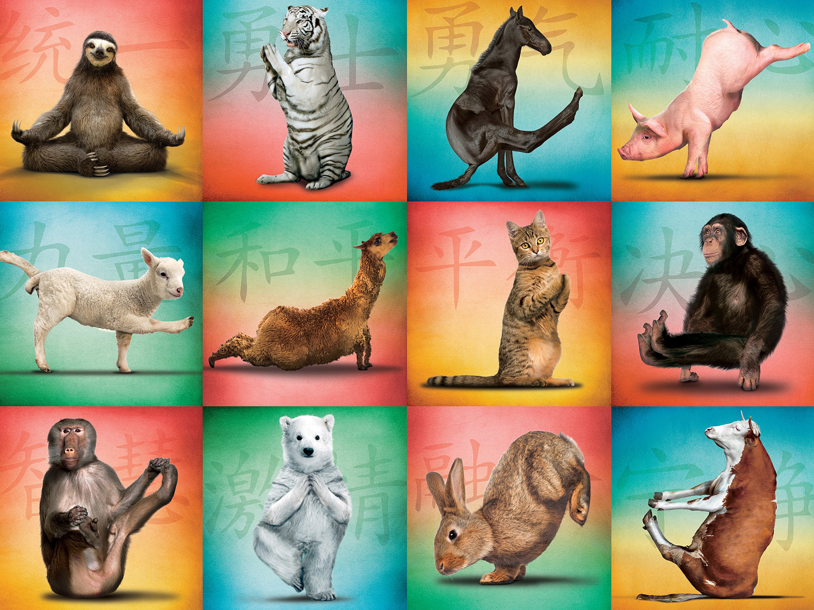 Animal Yoga (500pcs)