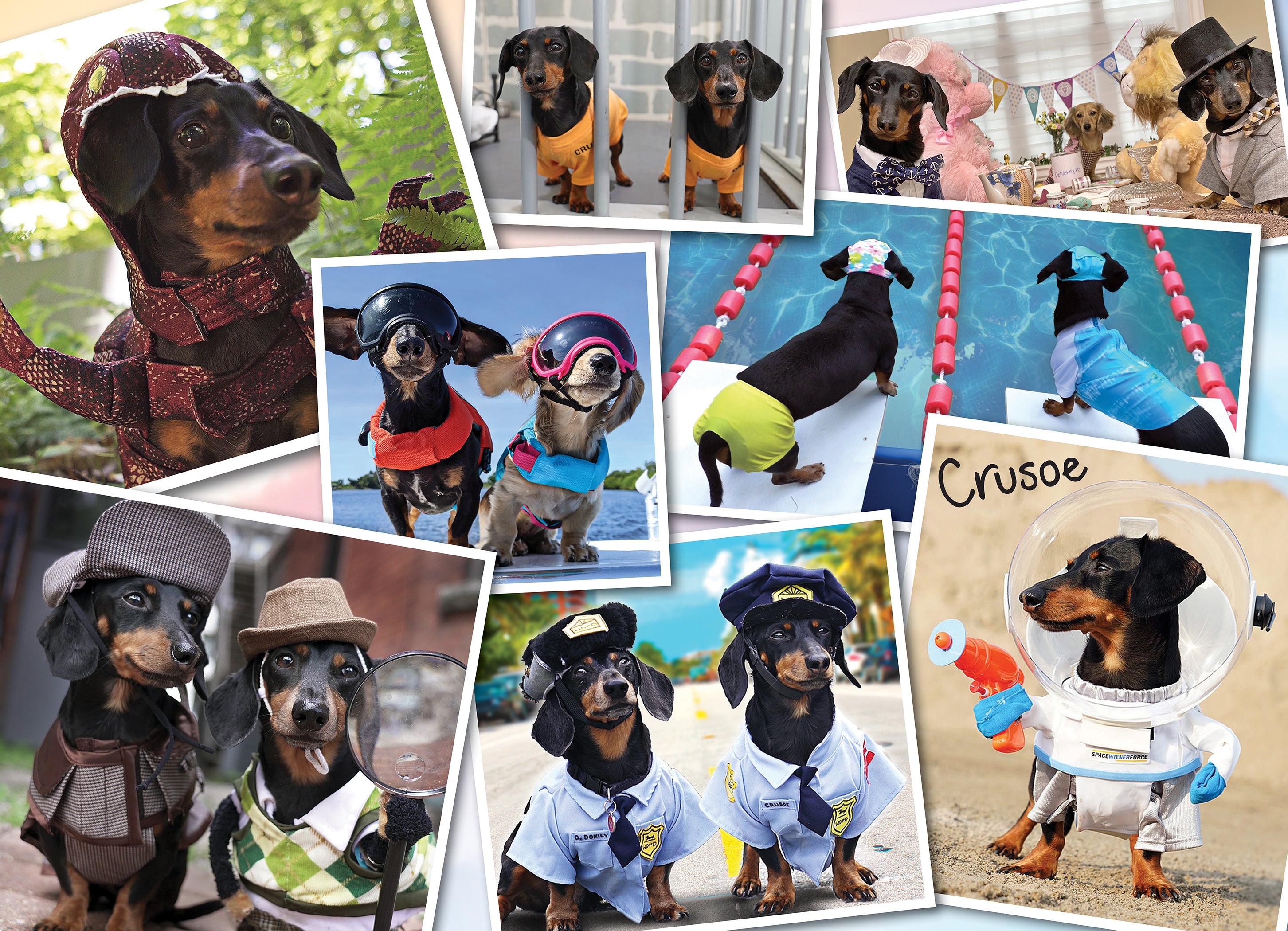 Crusoe's Greatest Hits: The Celebrity Dachshund (1000pcs)