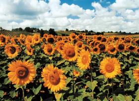 Sunflowers