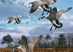 Canada Geese, David A. Maass