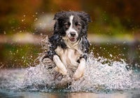 Goût de la liberté