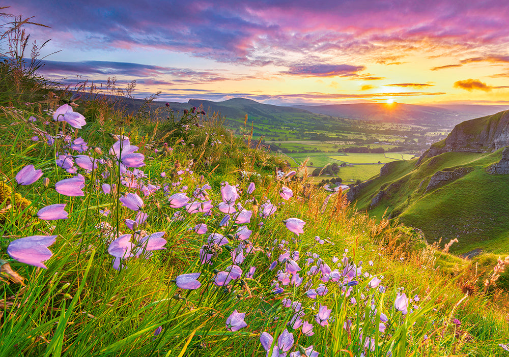 Harebells at Sunrise (500pcs)
