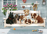 Porch Pals, Giordano Studios (Family Puzzle)