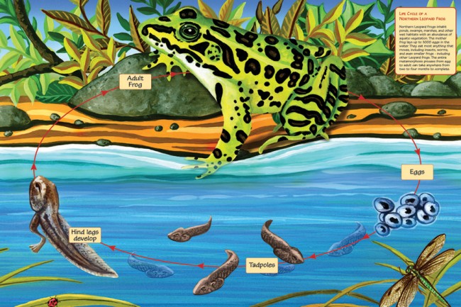 Life Cycle of a Northern Leopard Frog (48pcs FLOOR)