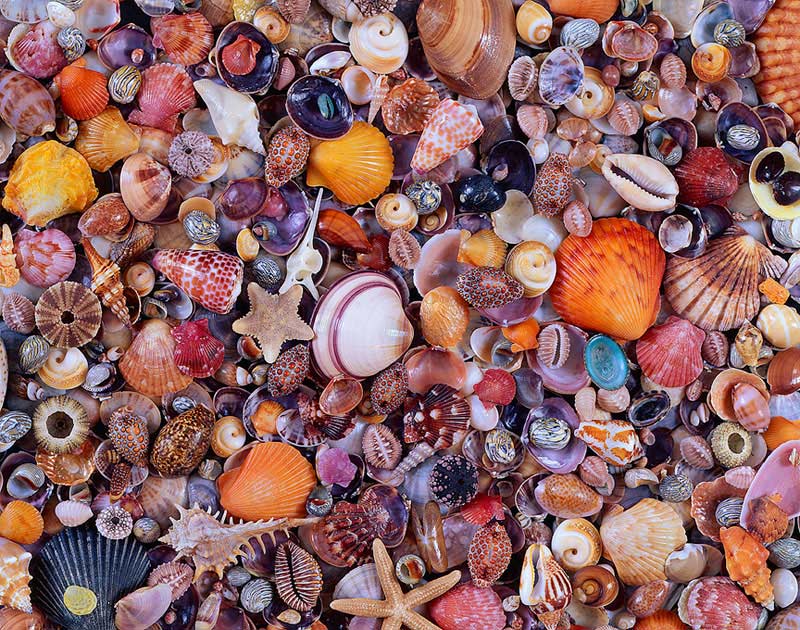 Sea Shells