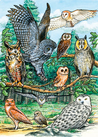 Northern American Owls (Puzzle)
