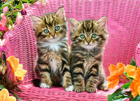 Chatons sur une chaise de jardin, Greg Cuddiford