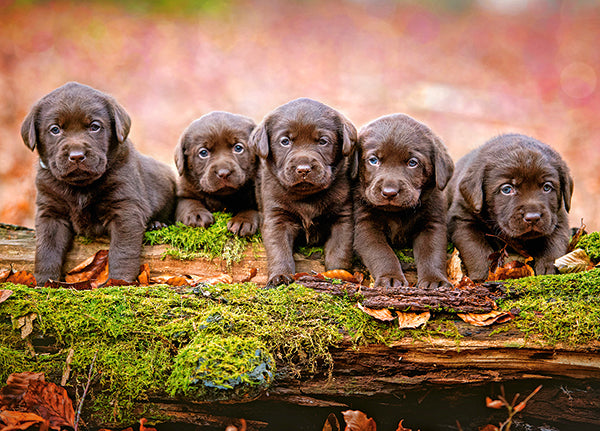 Five Little Puppies