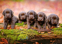 Cinq petits chiots