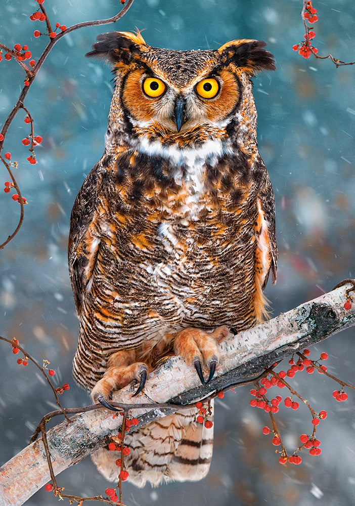 Super hibou à cornes, Steve Gettle (500pcs)