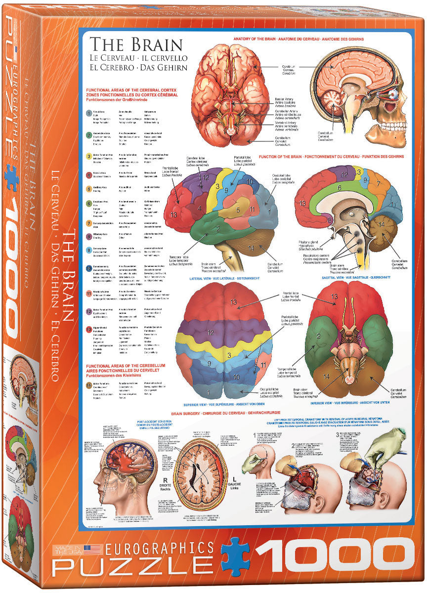 The Brain | Le Cerveau